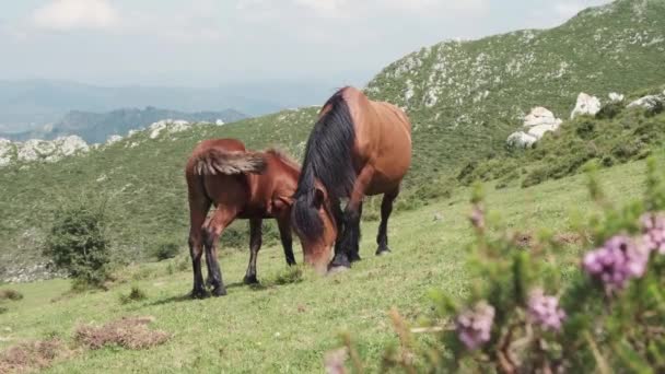 Δύο Άγρια Άλογα Βόσκουν Στα Βουνά Μητέρα Θηλάζει Μικρό Της — Αρχείο Βίντεο