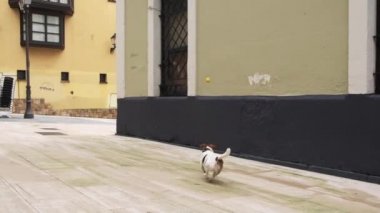 Sokakta zıplayan bir topu kovalayan küçük bir köpek. Yavaş çekim.