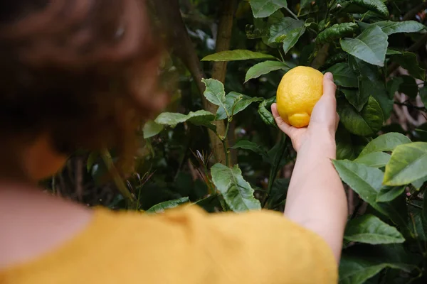 Kendi bahçesindeki bir ağaçtan limon toplayan tanınmamış bir kadın. Kendi kendine üretim. Omuz manzarasının üstünde..