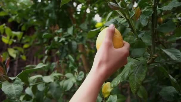 Una Joven Recogiendo Limón Árbol Oliéndolo Producción Propia — Vídeo de stock