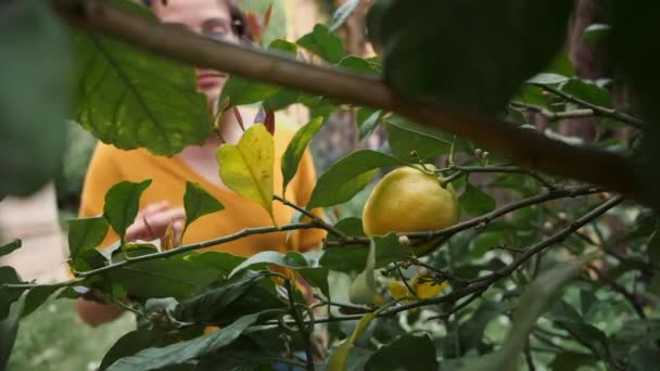 年轻女人从树上捡柠檬 从树枝后面看 自己生产 靠近点 — 图库视频影像