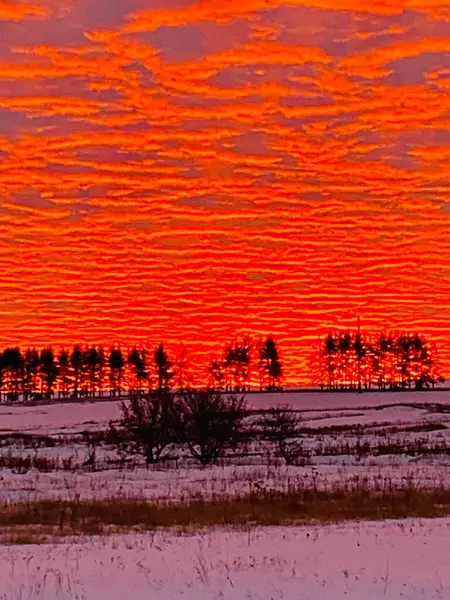 Nascer Sol Inverno Nuvens Vermelhas Sobre Campo Nevado Árvores Negras — Fotografia de Stock