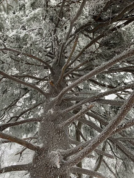 Snow Branches Huge Pine Tree View — Stock Photo, Image