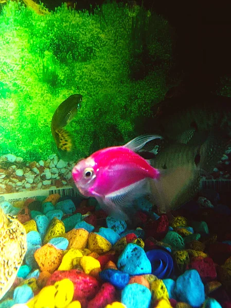 Roze Vis Heldere Stenen Het Aquarium Stockfoto