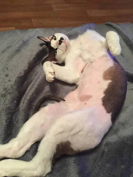 Sphinx Cat Lies Gray Blanket — Φωτογραφία Αρχείου
