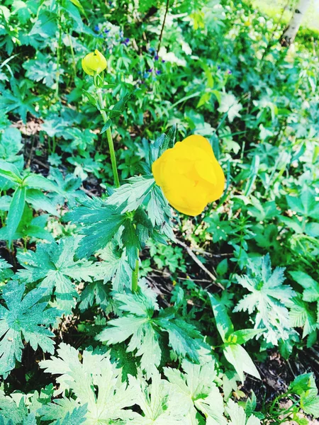 Желтый Цветок Фоне Зеленой Травы — стоковое фото