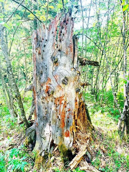 Old a wooden stump in a summer forest