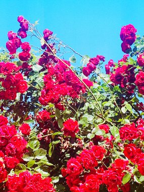 Mavi arkaplanda kırmızı çalı gülleri