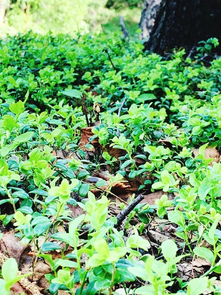 Verde Jugosa Micro Vegetación Cerca Del Árbol — Foto de Stock
