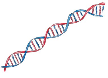 DNA ipliğinin elle çizilmiş suluboya elementi