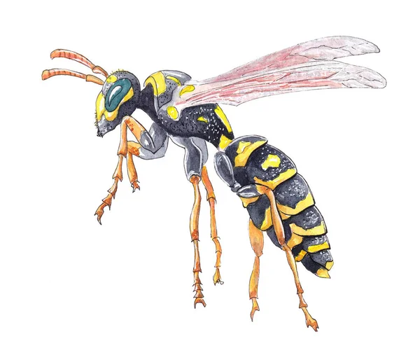 Hand Drawn Watercolor Wasp Insect Isolated White Background — Stock Photo, Image