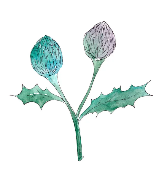 Ilustración botánica acuarela dibujada a mano. Plantas, ramitas, hojas — Foto de Stock