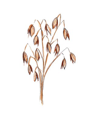 El yapımı suluboya bitki Yulaf gevreği dalı