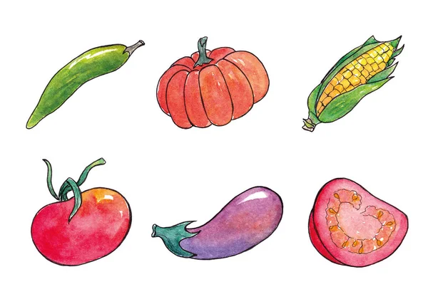 手描きの水彩野菜セット。カボチャ、トマト、トウモロコシ、コショウ、ナス — ストック写真