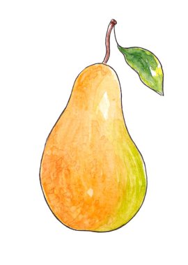 Elle çizilmiş suluboya Doğal olgun meyve - Armut