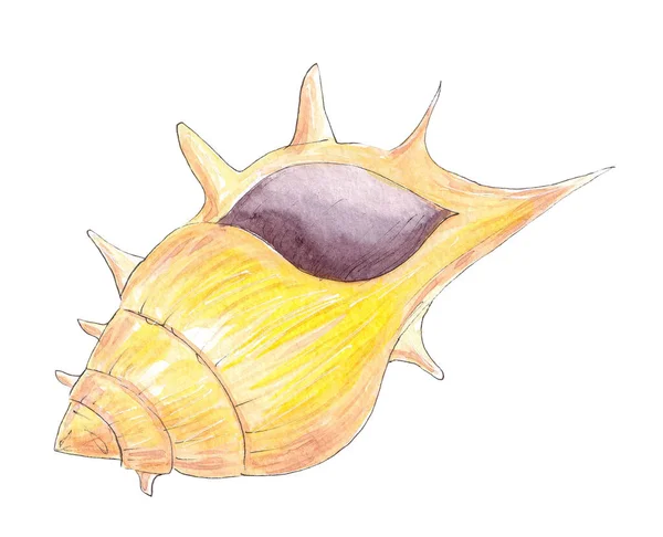 Aquarelle dessinée à la main coquille de mer exotique. Faune marine — Photo