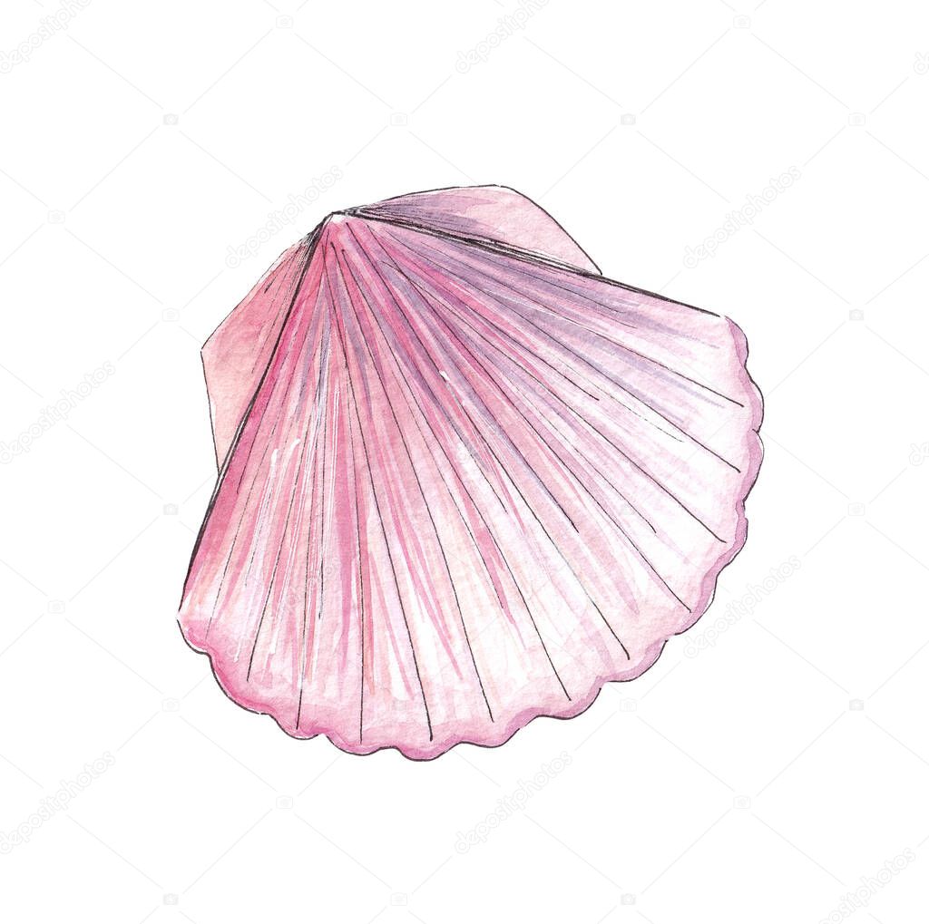 Hand drawn watercolor exotic sea shell. Ocean wildlife