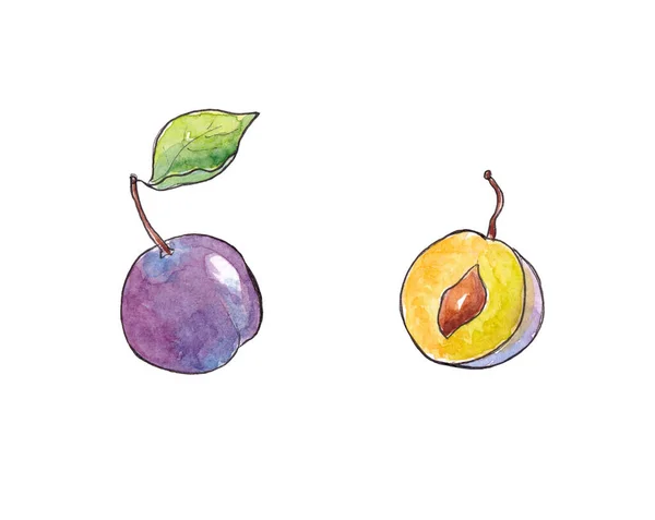 手描き水彩天然熟した果実-プラム — ストック写真