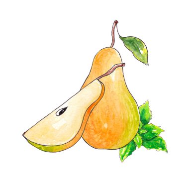 Elle çizilmiş suluboya Doğal olgun meyve - Armut