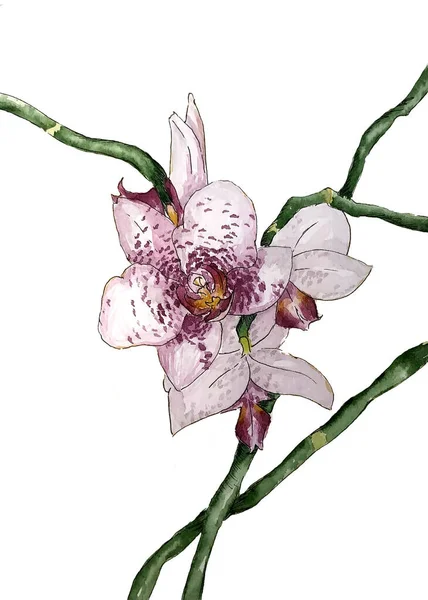 Plante Aquarelle Dessinée Main Orchidée Fleur Isolée Sur Fond Blanc — Photo