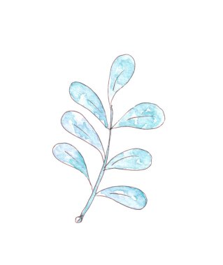 El yapımı suluboya kış bitkisi. Botanik illüstrasyon.