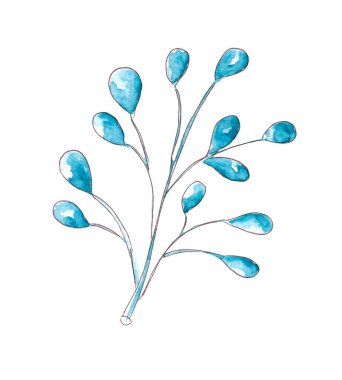 El yapımı suluboya kış bitkisi. Botanik illüstrasyon.