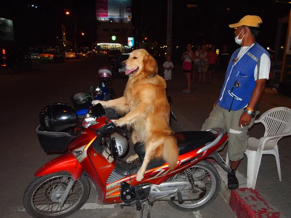 O cão na moto . — Fotografia de Stock