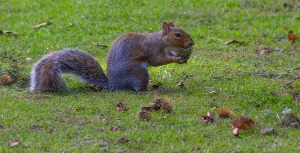 Squirrel Cleaning Grass Acorn Found Ground — Stock Photo, Image