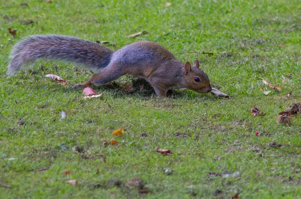 Eichhörnchen Sucht Gras Nach Eicheln — Stockfoto