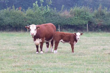 Buzağılar sahada birbirleriyle yarışıyor.