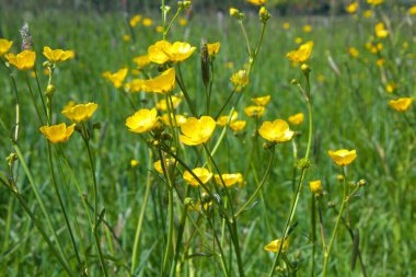Yeşil bir çayırda düğün çiçeği yakınlaşması