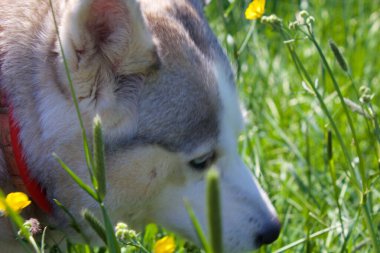 Uzun otların arasında Sibirya kabuklu bir surata yakın dur.