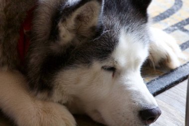 Uyuyan Alaska Husky 'sinin yüzünü kapat..