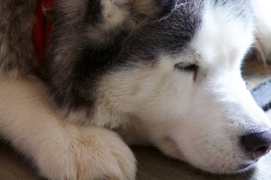 Uyuyan Alaska Husky 'sinin yüzünü kapat..