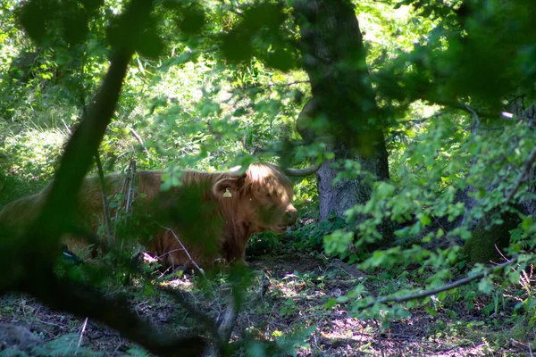 Hochlandrinder Halten Sich Einem Wald Kent Kühl — Stockfoto