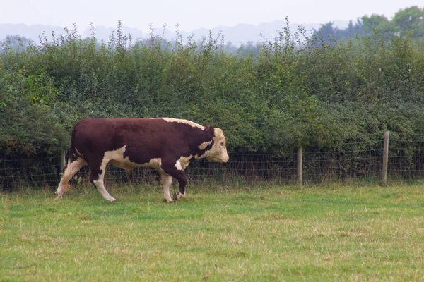 Vitelli Che Corrono Altro Attraverso Campo — Foto Stock