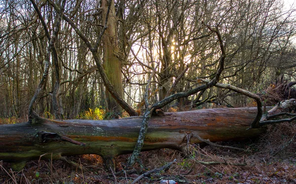 Árvore Caída Velha Descascada Chão Floresta Com Sol Inverno Brilhando — Fotografia de Stock