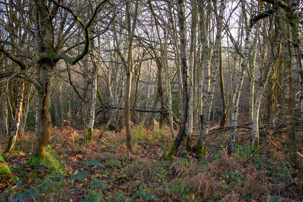 Woodland Début Janvier Forêt Leonards — Photo