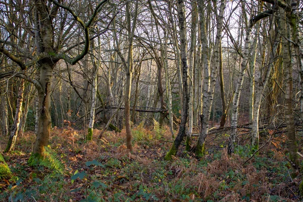 Woodland Early January Leonards Forest — Stock Photo, Image