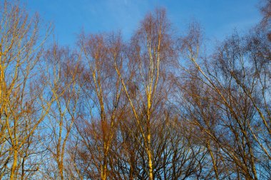 Gümüş huş ağacı, mavi gökyüzünde alçak kış güneşiyle aydınlanır.