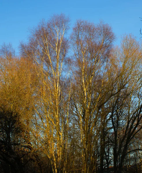 Birch Prata Iluminado Pelo Sol Inverno Baixo Céu Azul — Fotografia de Stock