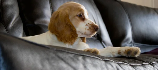 Cockerpoo Puppy Weeks Old Leather Sofa — 스톡 사진