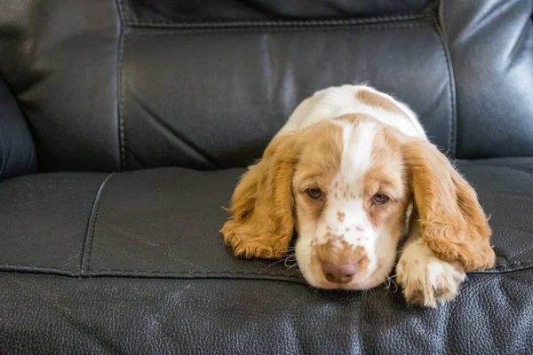 Cockerpoo Puppy Weeks Old Leather Sofa — 스톡 사진