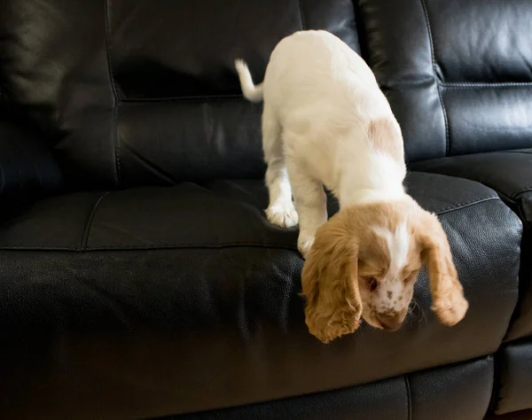 Cockerpoo Puppy Weeks Old Leather Sofa — 스톡 사진
