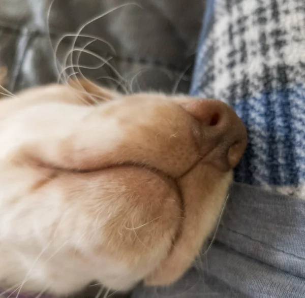 Nahaufnahme Von Mund Und Nase Eines Hundes — Stockfoto