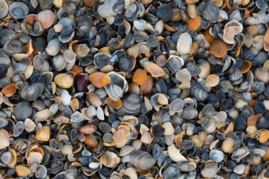 Çok çeşitli deniz kabuklarını erken sabah ışığında fotoğraflandı ederken kumlu bir plaj üzerinde doku ve renk görüntüler. Karadeniz. Mamaia. Constanta. Romanya. sıcak light.old zengin renkler.