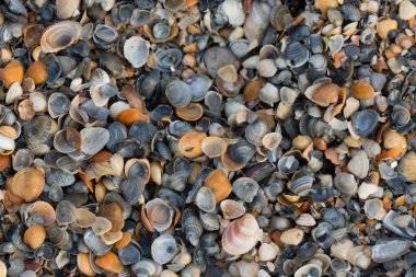Çok çeşitli deniz kabuklarını erken sabah ışığında fotoğraflandı ederken kumlu bir plaj üzerinde doku ve renk görüntüler. Karadeniz. Mamaia. Constanta. Romanya. sıcak light.old zengin renkler.