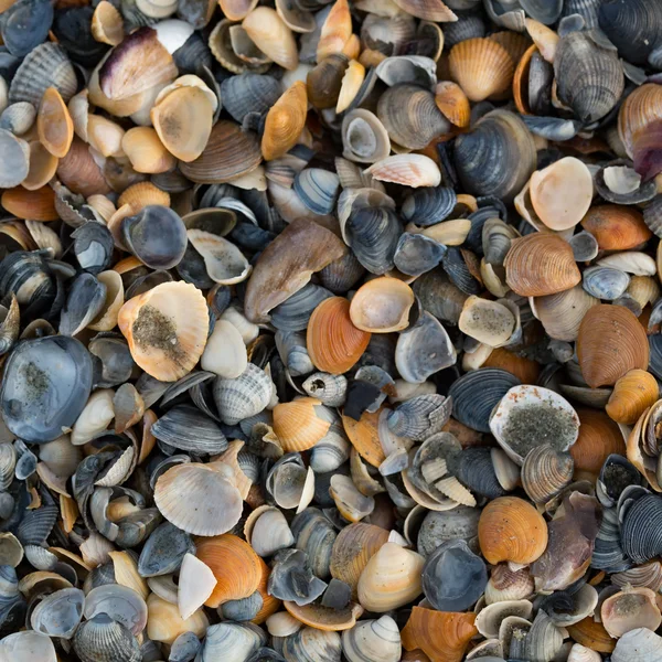 A wide variety of seashells display texture and color on a sandy beach while photographed in early morning light. Black Sea. Mamaia. Constanta. Romania. warm light.old rich colors. — Stock Photo, Image