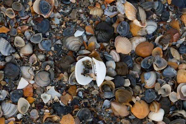 Eine Vielzahl von Muscheln zeigen Textur und Farbe an einem Sandstrand, während sie im frühen Morgenlicht fotografiert werden. Schwarzes Meer. Mamaia. Konstanz. Rumänien. warme Licht.alte satte Farben. — Stockfoto