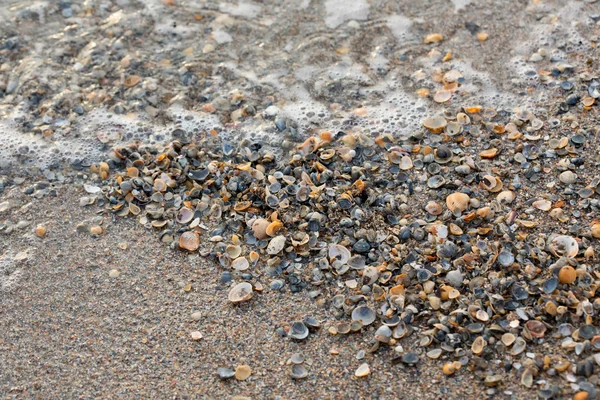 Eine Vielzahl von Muscheln zeigen Textur und Farbe an einem Sandstrand, während sie im frühen Morgenlicht fotografiert werden. Schwarzes Meer. Mamaia. Konstanz. Rumänien. warme Licht.alte satte Farben. — Stockfoto